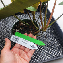 Load image into Gallery viewer, Philodendron Maximum , Exact Plant Ships Nationwide