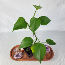 Load image into Gallery viewer, Philodendron Microstictum 4" pot, Fedex 2day*