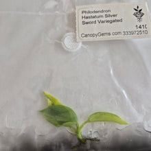 Load image into Gallery viewer, Philodendron Hastatum Silver Sword Variegated tissue culture Fedex 2day