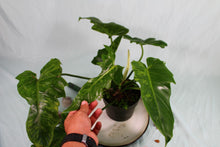 Load image into Gallery viewer, Variegated Philodendron Mottled Dragon Lime Fiddle Exact Plant