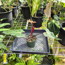 Load image into Gallery viewer, Philodendron Dark Lord, Exact Plant Ships Nationwide