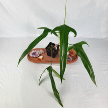 Load image into Gallery viewer, Philodendron Holtonianum, 4” pot, Fedex 2 day*