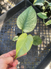Load image into Gallery viewer, Monstera Deliciosa White Monster Variegated 2.5" Pot, Fedex 2 day*