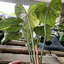 Load image into Gallery viewer, Philodendron Gloriosum variegated type 2, exact plant, Fedex 2day*
