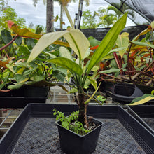 Load image into Gallery viewer, Aglaonema Ice Queen, Silver Queen, Exact Plant Variegated Ships Nationwide