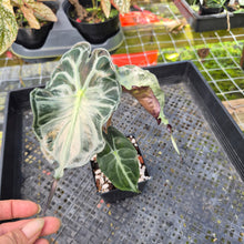 Load image into Gallery viewer, alocasia venom Exact Plant Ships Nationwide