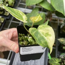 Load image into Gallery viewer, Anthurium Crystallinum Variegated exact plant, Fedex 2day*