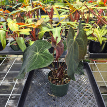 Load image into Gallery viewer, Anthurium Ace Of Spades X Papillilaminum, Exact Plant Ships Nationwide