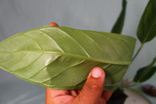 Load image into Gallery viewer, Anthurium Spectabile Wide Form Exact Plant Ships nationwide