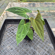 Load image into Gallery viewer, Anthurium Papillilaminum Fort Sherman X Ralph Lynam, Exact Plant Ship Nationwide