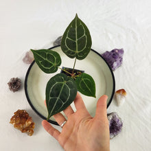 Load image into Gallery viewer, Anthurium Michelle x Zara x Hybrid, Exact Plant Ships Nationwide