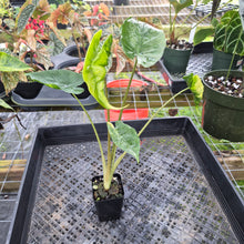 Load image into Gallery viewer, Alocasia Macrorrhiza Schock Treatment, Exact Plant Variegated Ships Nationwide