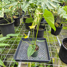 Load image into Gallery viewer, Anthurium Shibori, Exact Plant Variegated