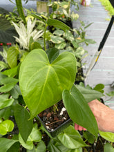 Load image into Gallery viewer, Anthurium Faustomirandae, Faustino'S Giant 4" pot, Fedex 2day*