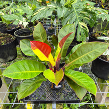 Load image into Gallery viewer, Philodendron Red Moon. not Yellow Flame, Exact Plant Variegated