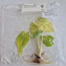 Load image into Gallery viewer, Alocasia 'Portora' aurea Variegated tissue culture Fedex 2day