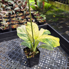 Load image into Gallery viewer, Rhaphidophora Puberula Variegated exact plant, Fedex 2day*