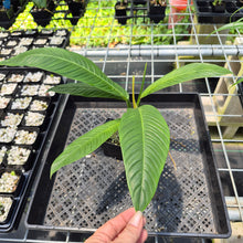 Load image into Gallery viewer, Philodendron Campii Lynette exact plant, Fedex 2day*