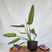 Load image into Gallery viewer, Philodendron Bernardopazii, Exact Plant