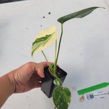 Load image into Gallery viewer, Monstera deliciosa green snow, Exact Plant Ships Nationwide