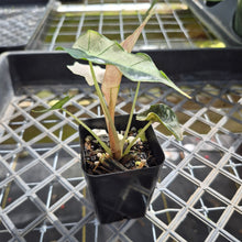 Load image into Gallery viewer, Alocasia polly snowflake pink variegated, Exact Plant Ships Nationwide.