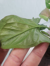 Load image into Gallery viewer, Red Spot Tricolor, Exact Plant, variegated Syngonium