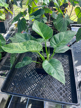 Load image into Gallery viewer, Philodendron Giganteum, Exact Plant Variegated Ships Nationwide