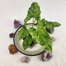 Load image into Gallery viewer, Syngonium Mojito Variegated 4" pot, Fedex 2 day*