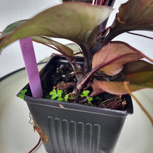 Load image into Gallery viewer, Philodendron Red Heart 4" pot, Fedex 2 day*