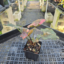 Load image into Gallery viewer, Syngonium Strawberry Ice Variegated 4" pot, Fedex 2day*