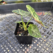 Load image into Gallery viewer, Alocasia Watsoniana Albo Pink variegated, Exact Plant Ships Nationwide