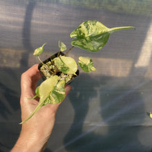 Load image into Gallery viewer, Alocasia Stingray Aurea Variegated exact plant, Fedex 2day*