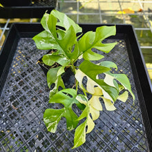 Load image into Gallery viewer, Rhaphidophora Tetrasperma Albo, Exact Plant Variegated double plant