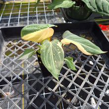 Load image into Gallery viewer, Philodendron Gloriosum variegated, Exact Plant Ships Nationwide