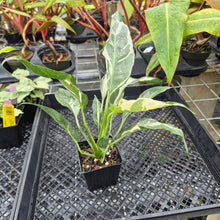 Load image into Gallery viewer, spathiphyllum galaxy, Exact Plant Variegated Ships Nationwide