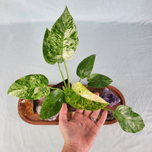 Load image into Gallery viewer, Scindapsus Silver Lady 6" pot, Fedex 2 day*