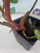 Load image into Gallery viewer, Philodendron Plowmanii, Exact Plant