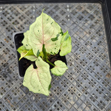 Load image into Gallery viewer, Syngonium Green Splash, Exact Plant Variegated Ships Nationwide