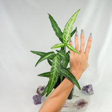 Load image into Gallery viewer, Syngonium Angustatum Little Star 4" pot, Fedex 2day*