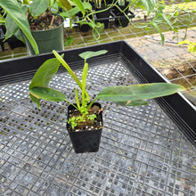 Load image into Gallery viewer, Philodendron Patriciae, Exact Plant Ships Nationwide