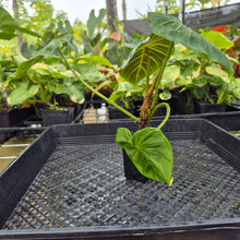 Load image into Gallery viewer, Philodendron Verrucosum Melon, Exact Plant Ships Nationwide