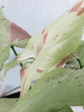Load image into Gallery viewer, Strawberry Milk Pink Salmon, exact plant, variegated Syngonium, ships nationwide