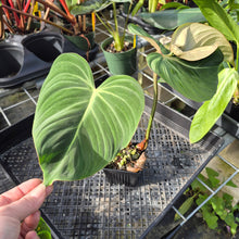 Load image into Gallery viewer, Philodendron Gloriosum, Pink Veined Back, Exact Plant Ships Nationwide