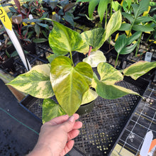 Load image into Gallery viewer, Anthurium Andraeanum White Heart, Exact Plant Variegated Ships Nationwide