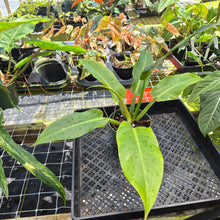 Load image into Gallery viewer, Philodendron Giant Orlando, Exact Plant Ships Nationwide