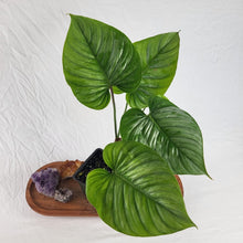 Load image into Gallery viewer, Philodendron Sodiroi True Form 4" pot, Fedex 2day*