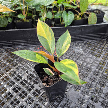 Load image into Gallery viewer, Philodendron Red Congo, Exact Plant Variegated Ships Nationwide