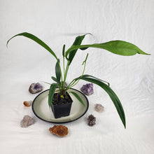 Load image into Gallery viewer, Anthurium Bakeri, Exact Plant Ships Nationwide
