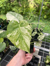 Load image into Gallery viewer, Monstera Deliciosa Green Snow variegated 2.5" pot, Fedex 2day*