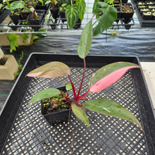Load image into Gallery viewer, Philodendron Pink Princess Variegated exact plant, Fedex 2day*